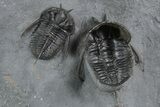 Two Devil Horned Cyphaspis Trilobites - Mrakib, Morocco #350518-1